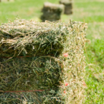 Hay Bales