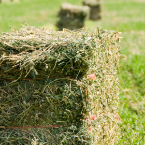 Hay Bales