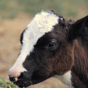 Weaner Calves