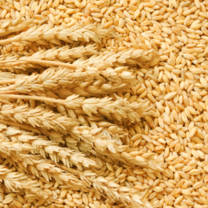 Wheat