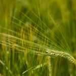 Barley