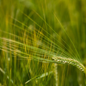 Barley