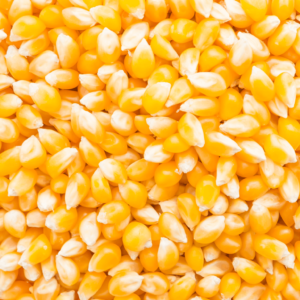 Maize