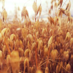 Oats